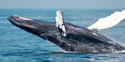 Whale Watching Package.