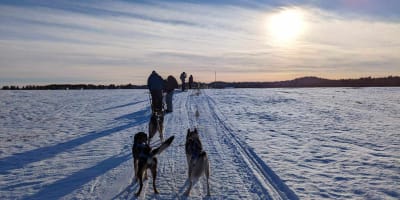 Dog sledding at La Ferme à Minuit.