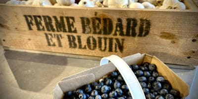 Garlic & blueberries, Ferme Bédard et Blouin.