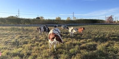 Vaches dans un champ.