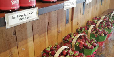 Fraises, Ferme Éthier.