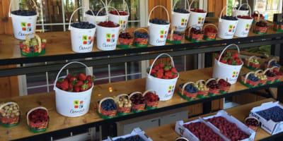 Strawberry and berry stall, Ferme Genest.