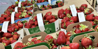 Des fraises à la Ferme Hubert Sauvé.
