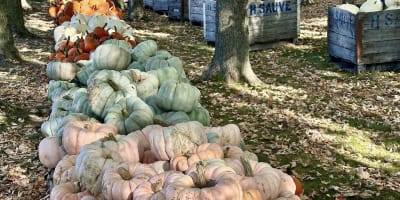 Pumpkins at Ferme Hubert Sauvé.