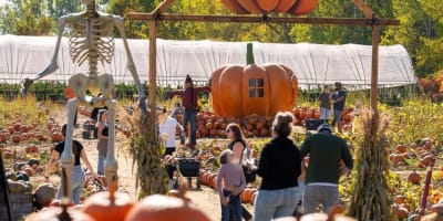Famille dans le champ de citrouilles et décoration d'Halloween.
