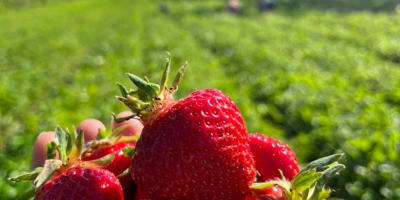 Main tenant des fraises dans un champs.