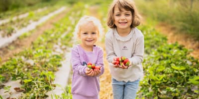 Deux fillettes tenant des fraises dans un champ.