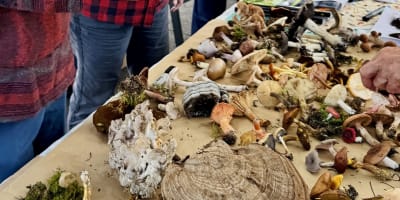 Festival des champignons forestiers du Kamouraska : kiosque de champignons