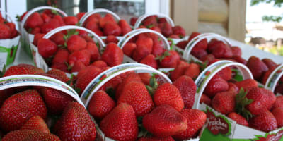 Fraisière Faucher - Strawberry baskets