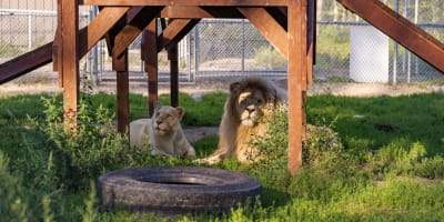 Lion et lionne à l'Hôtel de La Cité Perdue.