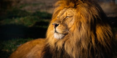 Lion à l'Hôtel de La Cité Perdue.