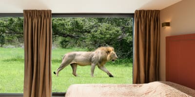 Lion à travers d'une fenêtre d'une chambre de l'Hôtel de La Cité Perdue.