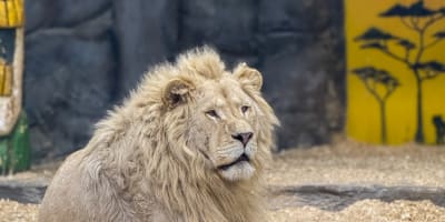 A lion lying in its enclosure.