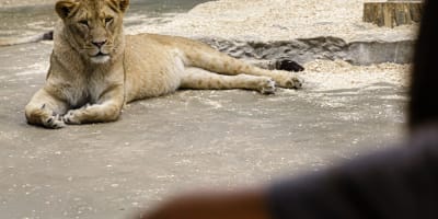 A lioness resting calmly on the ground, watching the scene before her.
