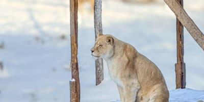 A lioness sitting on a snowy platform, gazing into the distance.