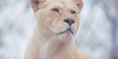 A lioness staring toward the horizon, highlighted by a luminous portrait.