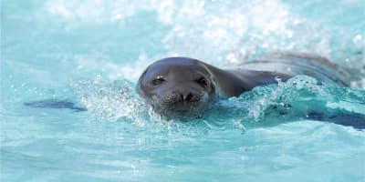 Aquarium du Quebec Package at Hotel Sépia
