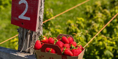 La Ferme Forget -  Pick-your-own strawberries