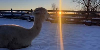 Alpaga couché sur la neige au coucher de soleil.