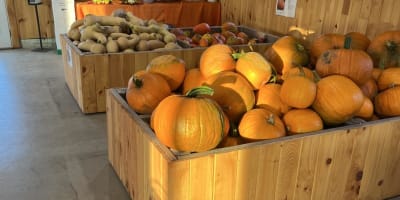 La Citrouille Enchantée.