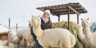 A woman with an alpaca in winter at La Ferme Chalpagas.