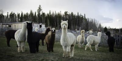 Several alpacas at La Ferme Chalpagas.