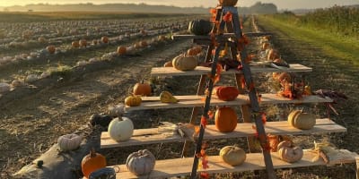 Champs de citrouilles.