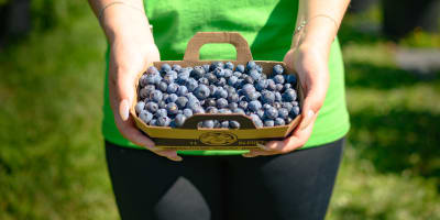 A person is holding a basket of blueberries at La Ferme Forget.
