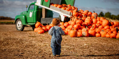 Pumpkin and Squash Picking at La ferme Quinn