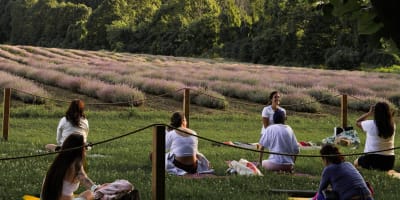Evening yoga classes in the lavender field.