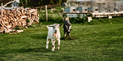 La Rabouillère - young goats