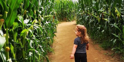 The Great Lanaudière Corn Maze - Ferme Guy Rivest
