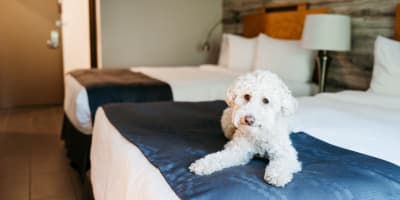 Dog at Manoir Belle Plage.