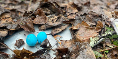 Bird eggs on leaves.