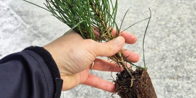 A hand holding a tree seedling.