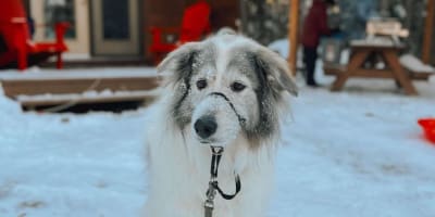Dog at Micro-Chalets des Appalaches in winter.