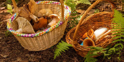 Moulin seigneurial de Pointe-du-Lac - Dans l’bois : Mycology workshops