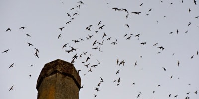 A flock of Chimney Swifts flying over a chimney in the city of Sherbrooke.