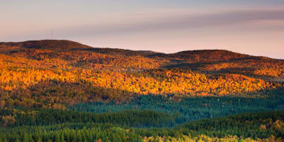 La forêt en automne au Parc national d'Aiguebelle.