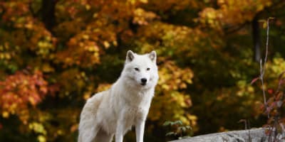 Un loup dans le Parc Omega.