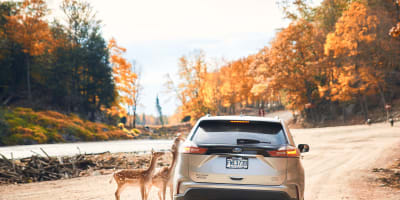 Cerfs au Parc Oméga.