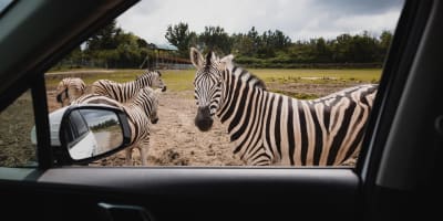 Parc Safari : passport