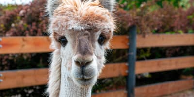 Parc Safari: alpaga