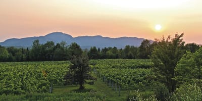 Au Vignoble d'Orford