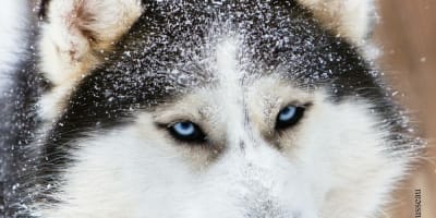 aventure_inukshuks_1_h