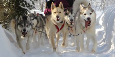 aventures_nord_bec_stoneham_1_h