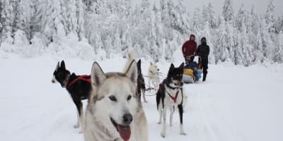 bosco_charlevoix_1_h