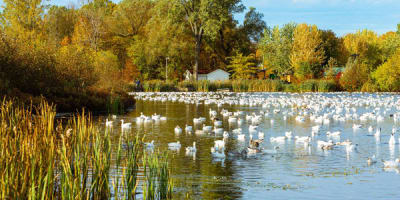 centre_dinterpretation_de_la_nature_de_letang_burbank_1