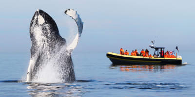 croisieres_aml_tadoussac_1