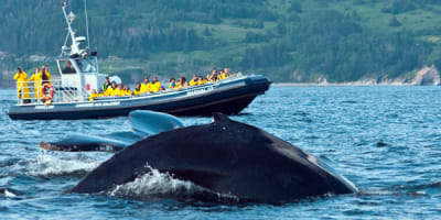 croisieres_baie_de_gaspe_inc_1